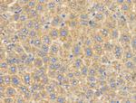 CYP4X1 Antibody in Immunohistochemistry (Paraffin) (IHC (P))
