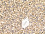 CYP4X1 Antibody in Immunohistochemistry (Paraffin) (IHC (P))