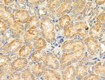 CYP4X1 Antibody in Immunohistochemistry (Paraffin) (IHC (P))