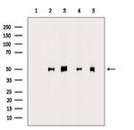 CYP4X1 Antibody in Western Blot (WB)
