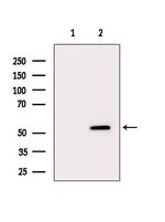 CYP4X1 Antibody in Western Blot (WB)