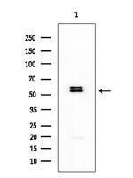 CYP4X1 Antibody in Western Blot (WB)