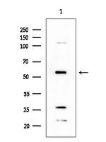 CYP4X1 Antibody in Western Blot (WB)