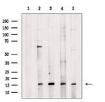 CYTL1 Polyclonal Antibody