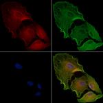 FRS3 Polyclonal Antibody