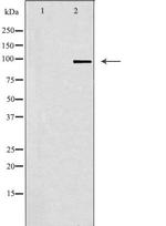 GRID1 Polyclonal Antibody