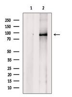 IL17RA Antibody in Western Blot (WB)