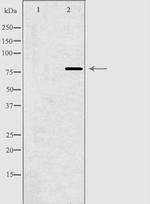 BARD1 Antibody in Western Blot (WB)
