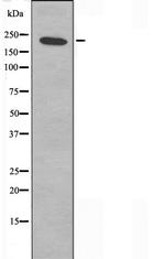 DATF1 Antibody in Western Blot (WB)