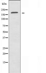 Laminin gamma-1 Polyclonal Antibody