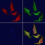 MRPS17 Polyclonal Antibody