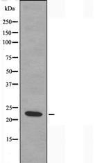 MRPS17 Antibody in Western Blot (WB)