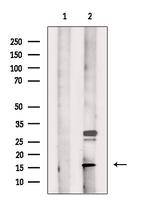MRPS18C Polyclonal Antibody