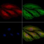 MRPS7 Polyclonal Antibody