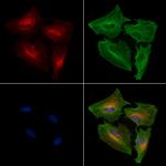 MRPS9 Polyclonal Antibody