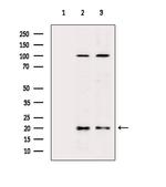 MRPL54 Polyclonal Antibody