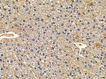 MRPL22 Antibody in Immunohistochemistry (Paraffin) (IHC (P))
