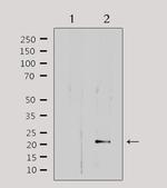 MRPL32 Antibody in Western Blot (WB)