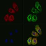 MRPL35 Polyclonal Antibody