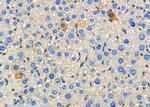 MRPL35 Antibody in Immunohistochemistry (Paraffin) (IHC (P))