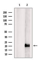 MRPL35 Antibody in Western Blot (WB)