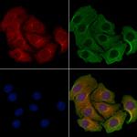 MRPL46 Polyclonal Antibody