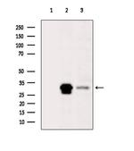 MRPL46 Antibody in Western Blot (WB)