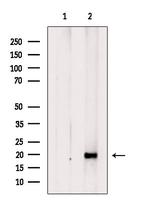 RPS11 Antibody in Western Blot (WB)