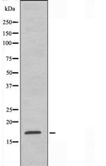RPS15 Antibody in Western Blot (WB)