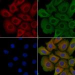 RPS7 Polyclonal Antibody