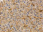 RPS7 Antibody in Immunohistochemistry (Paraffin) (IHC (P))