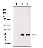 RPL18 Antibody in Western Blot (WB)