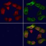 RPL19 Polyclonal Antibody