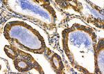 RPL19 Antibody in Immunohistochemistry (Paraffin) (IHC (P))