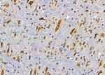 RPL19 Antibody in Immunohistochemistry (Paraffin) (IHC (P))