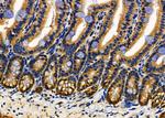 RPL19 Antibody in Immunohistochemistry (Paraffin) (IHC (P))