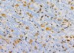 RPL19 Antibody in Immunohistochemistry (Paraffin) (IHC (P))