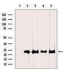 RPL19 Antibody in Western Blot (WB)