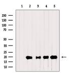 RPL28 Antibody in Western Blot (WB)