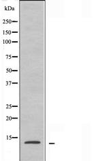RPL30 Antibody in Western Blot (WB)
