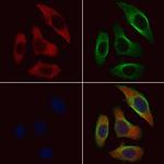 RPL36 Polyclonal Antibody