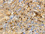 RPL36 Antibody in Immunohistochemistry (Paraffin) (IHC (P))