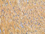 RPL36 Antibody in Immunohistochemistry (Paraffin) (IHC (P))