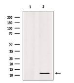 RPL36 Antibody in Western Blot (WB)