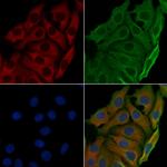 RPL7 Polyclonal Antibody