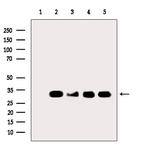 RPL7 Antibody in Western Blot (WB)