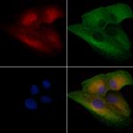 PGLS Polyclonal Antibody