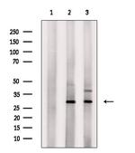 PHAPI2 Antibody in Western Blot (WB)