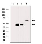 ARFGAP1 Antibody in Western Blot (WB)