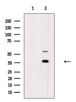 AKR1C2 Antibody in Western Blot (WB)